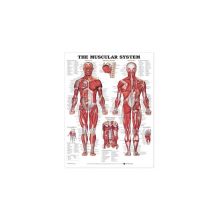 Anatomical Wall Charts